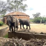 Abaharanira uburenganzira bw’inyamaswa muri Afurika y’Epfo bakomeje gutabariza inzovu ziba muri Johannesburg Zoo .