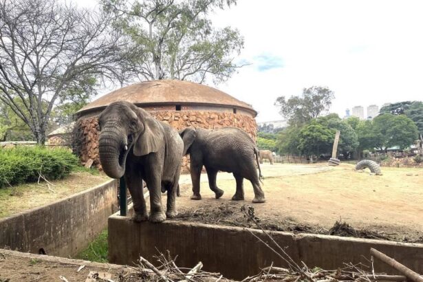 Abaharanira uburenganzira bw’inyamaswa muri Afurika y’Epfo bakomeje gutabariza inzovu ziba muri Johannesburg Zoo .