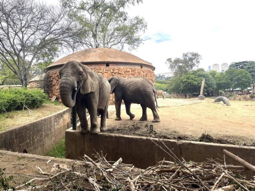 Abaharanira uburenganzira bw’inyamaswa muri Afurika y’Epfo bakomeje gutabariza inzovu ziba muri Johannesburg Zoo .